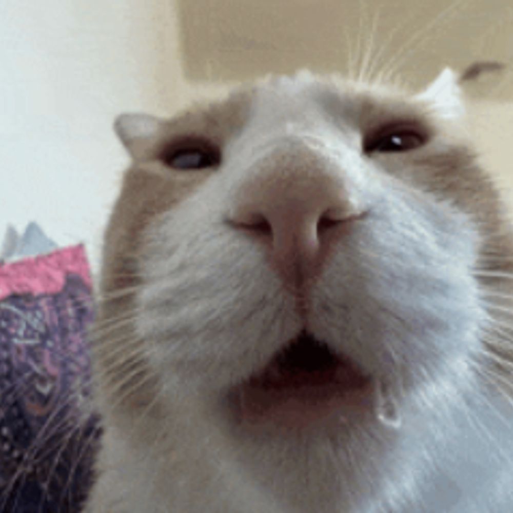 MewingCat
