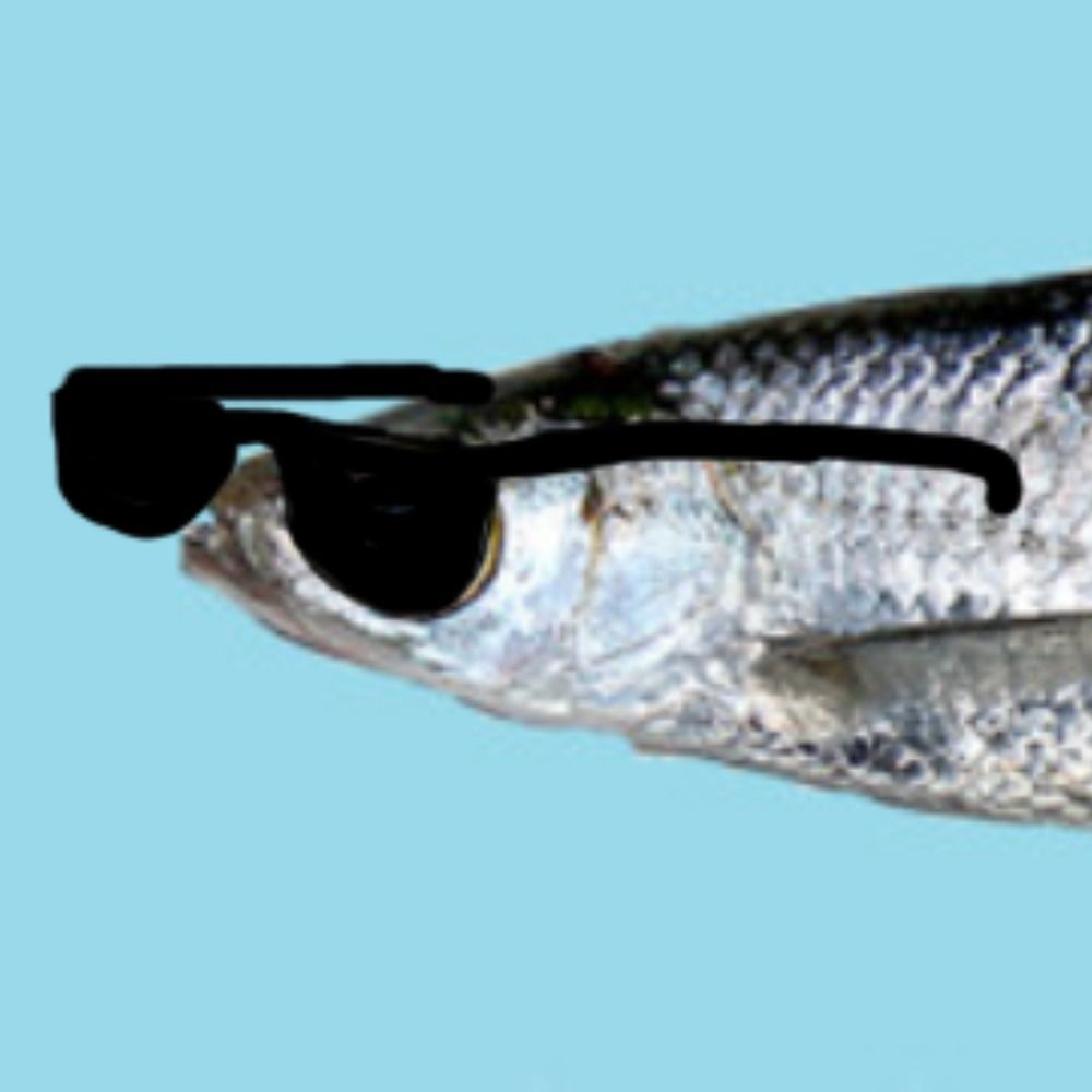 Hapansalakka