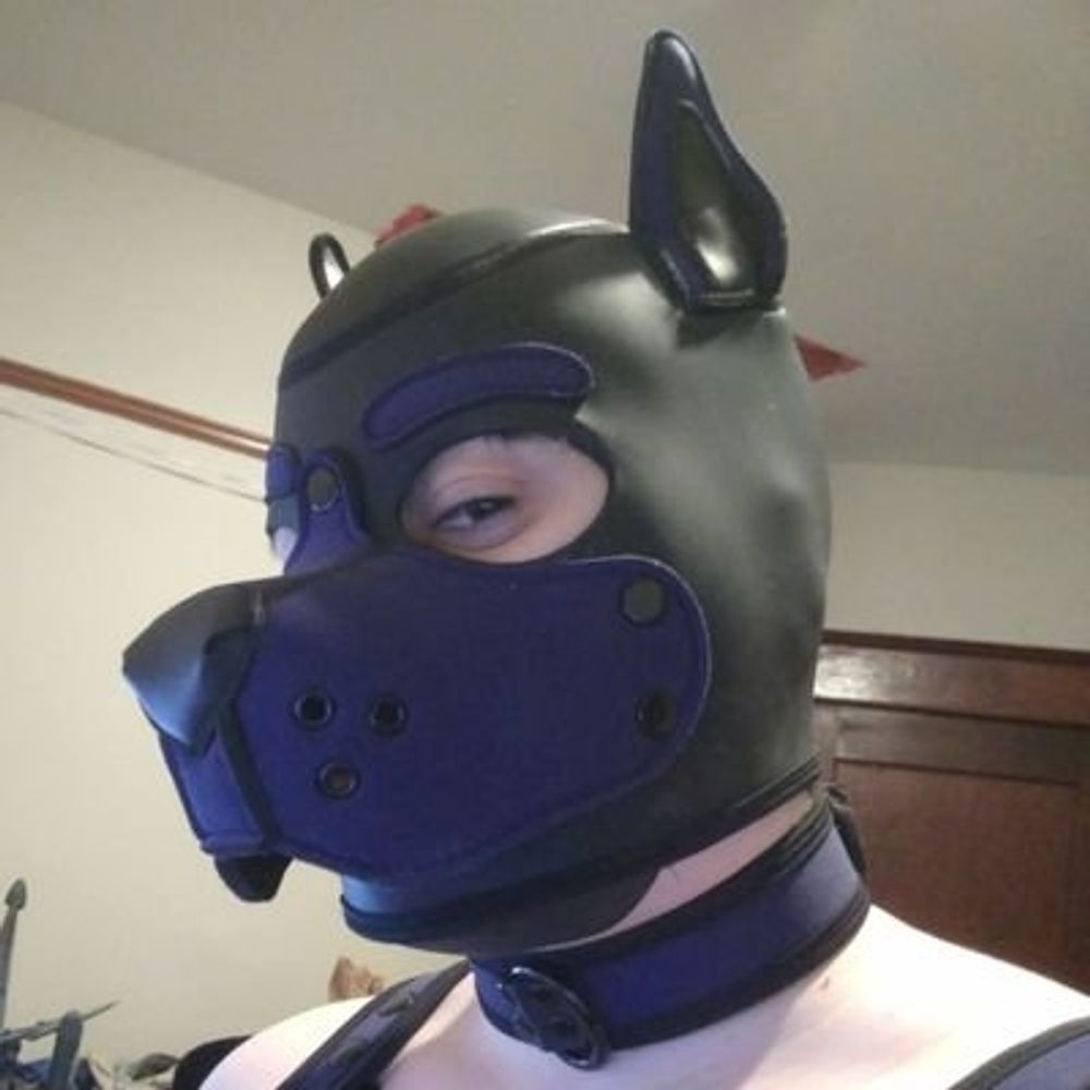 Pup Arjax