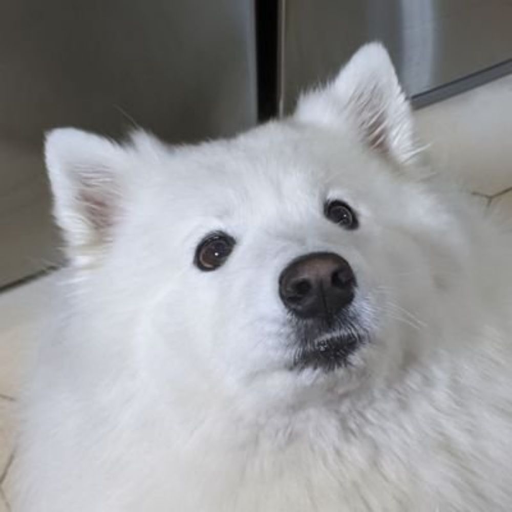 SimpleBrian