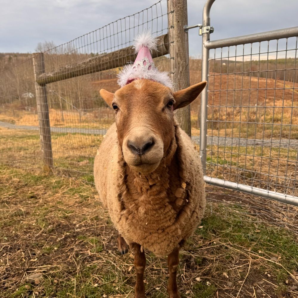 Happy Compromise Farm + Sanctuary