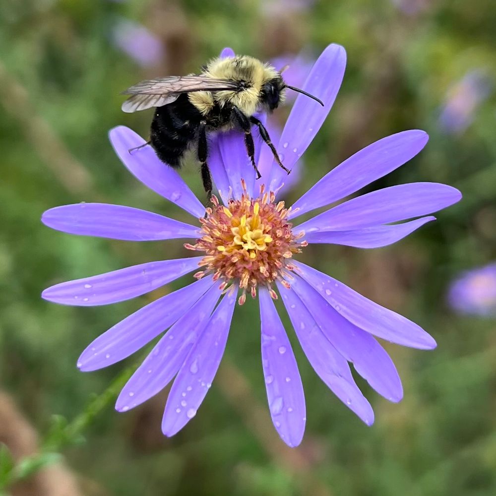 Native Plants