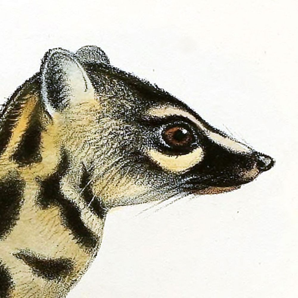 the gennyet