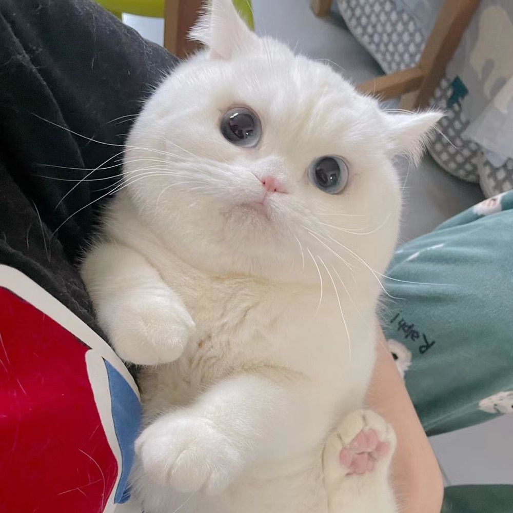 มูมู่