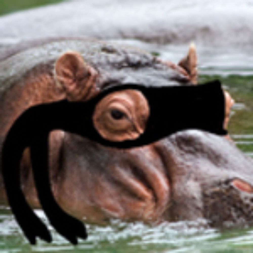 thievinghippo