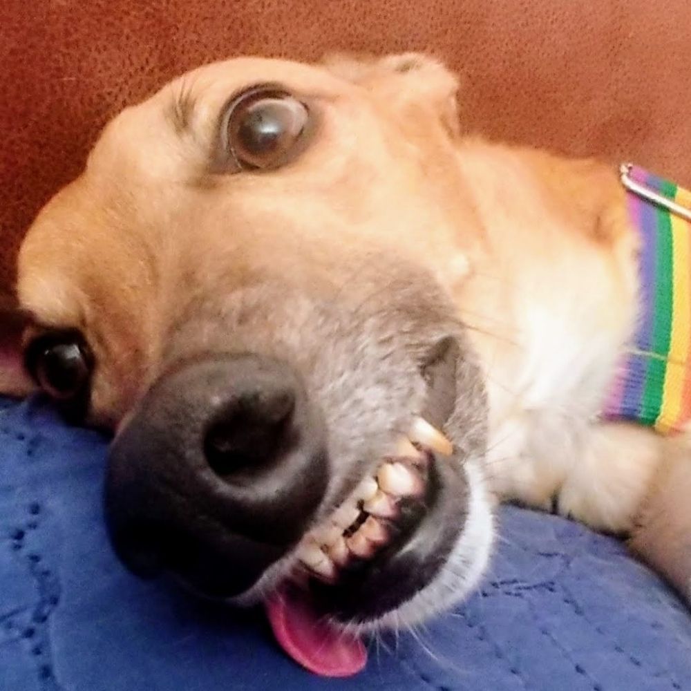 Mother of Greyhounds
