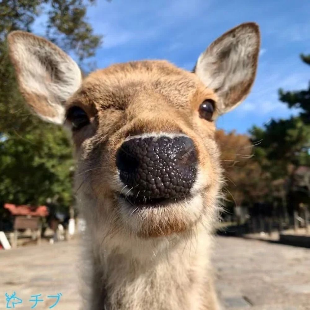 Chondo