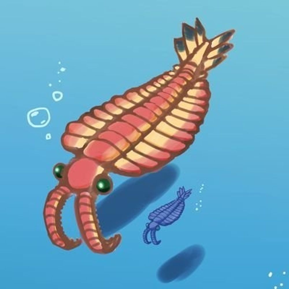 アノマロー