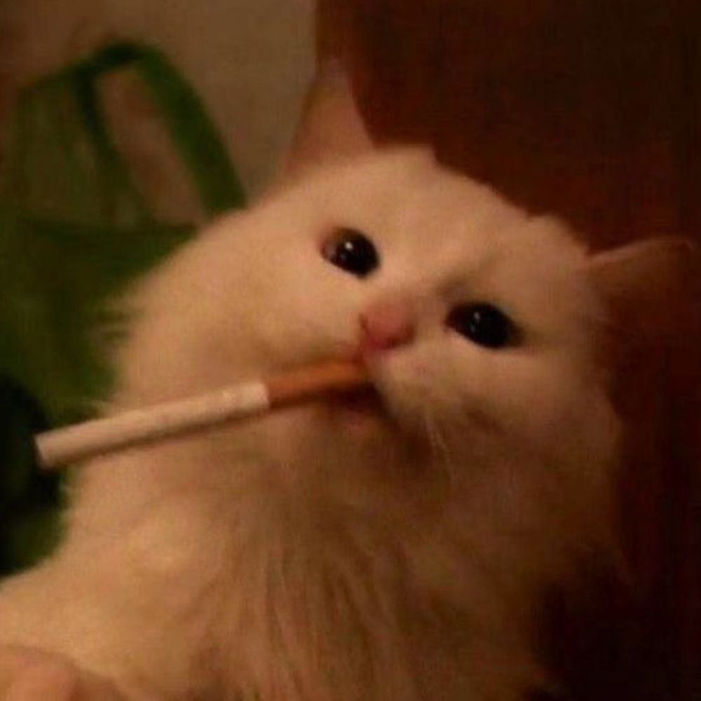 frágil com catupiry 
