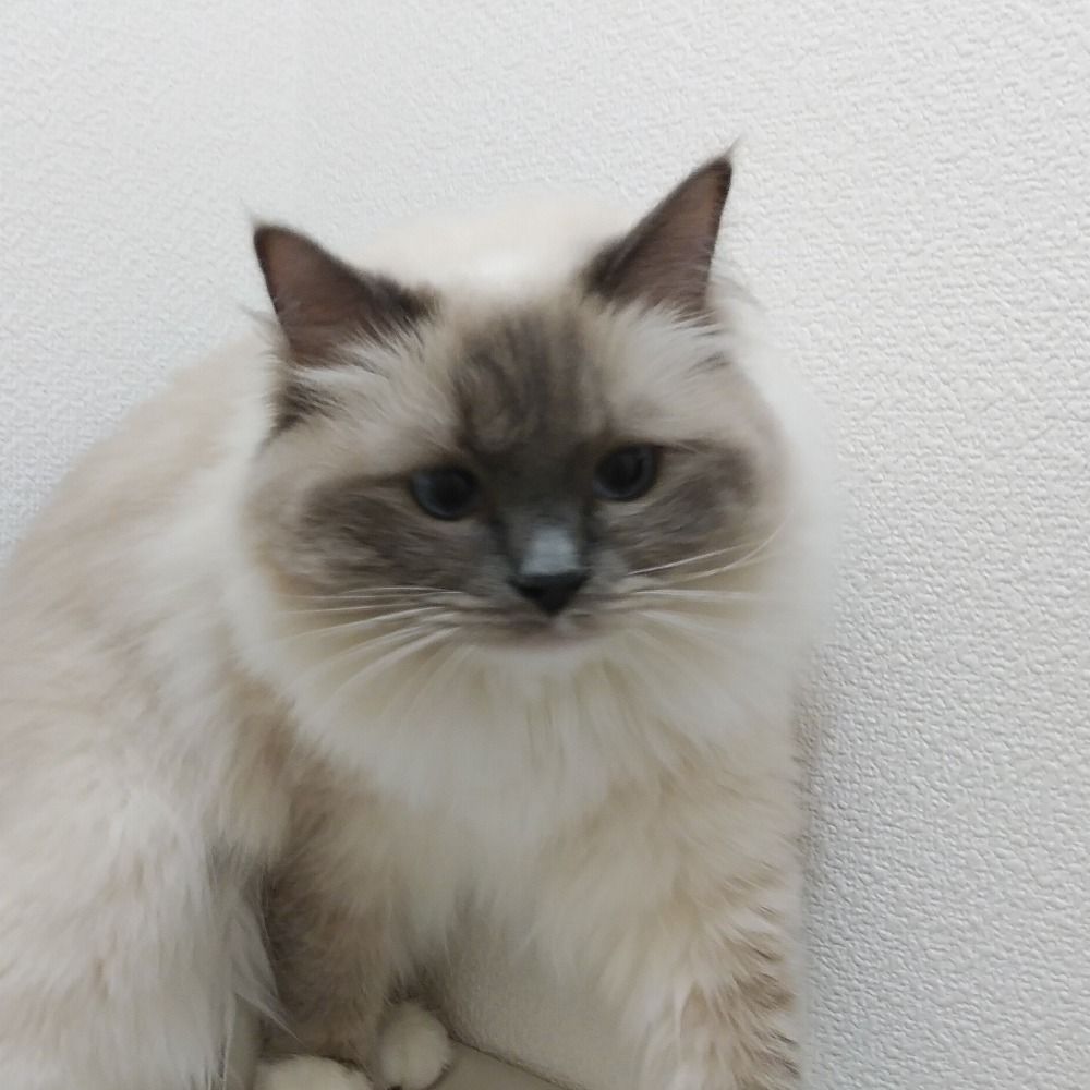 桃