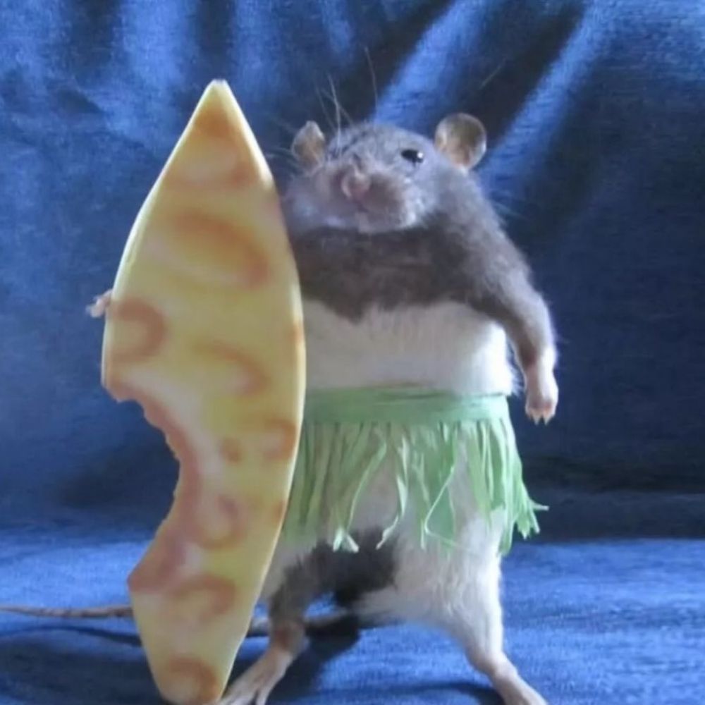 배용