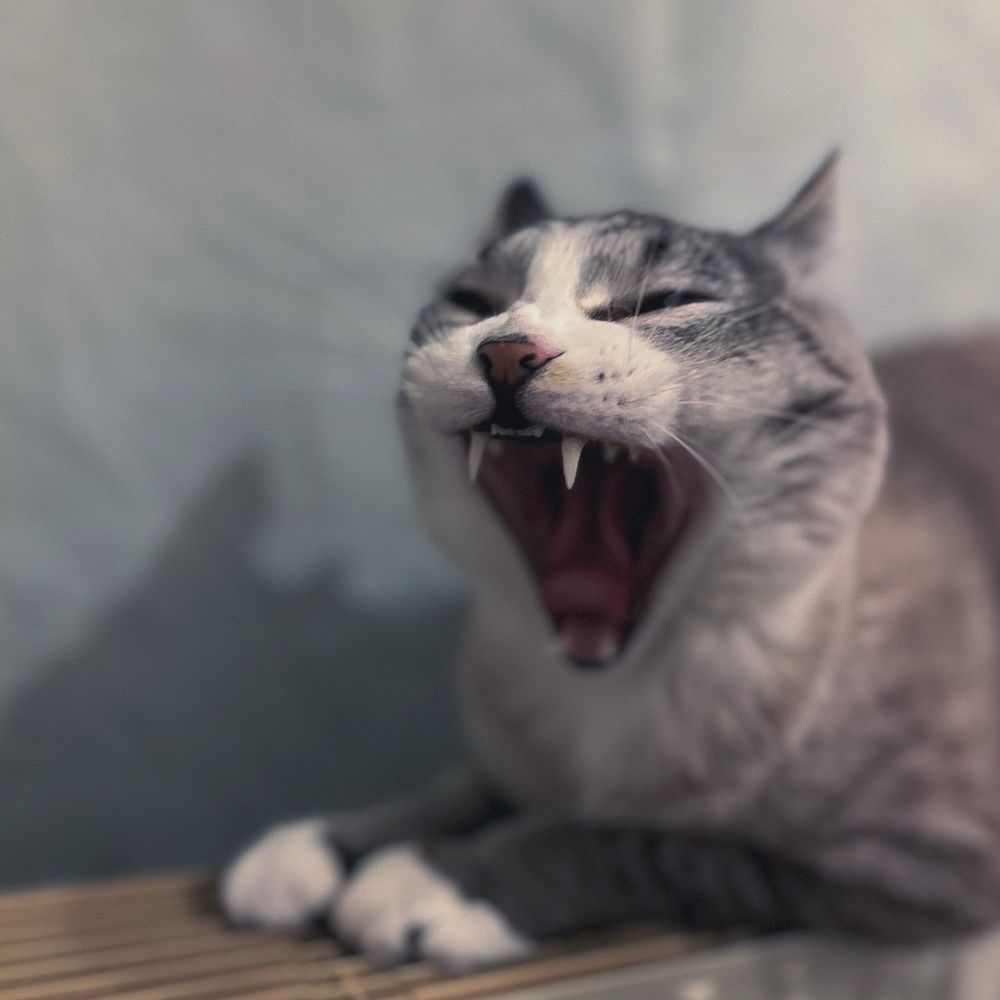 にーるのげぼく