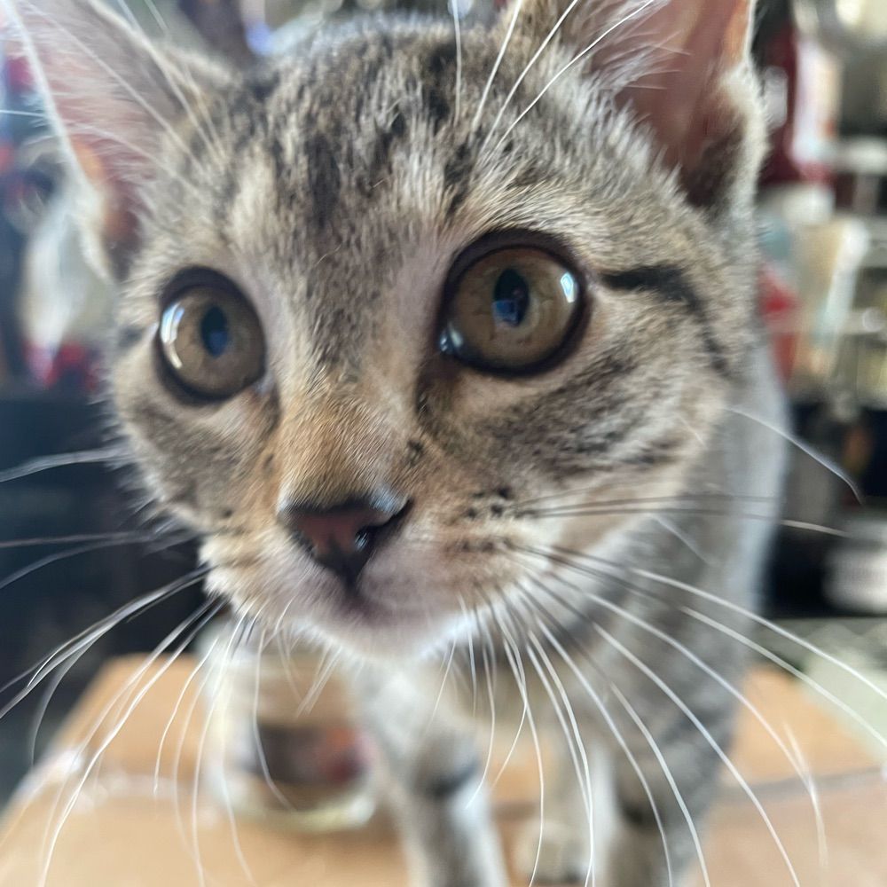 maggie