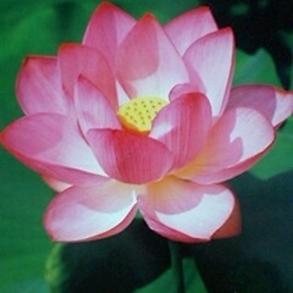 光流