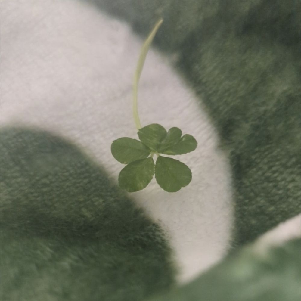 The clover fairy