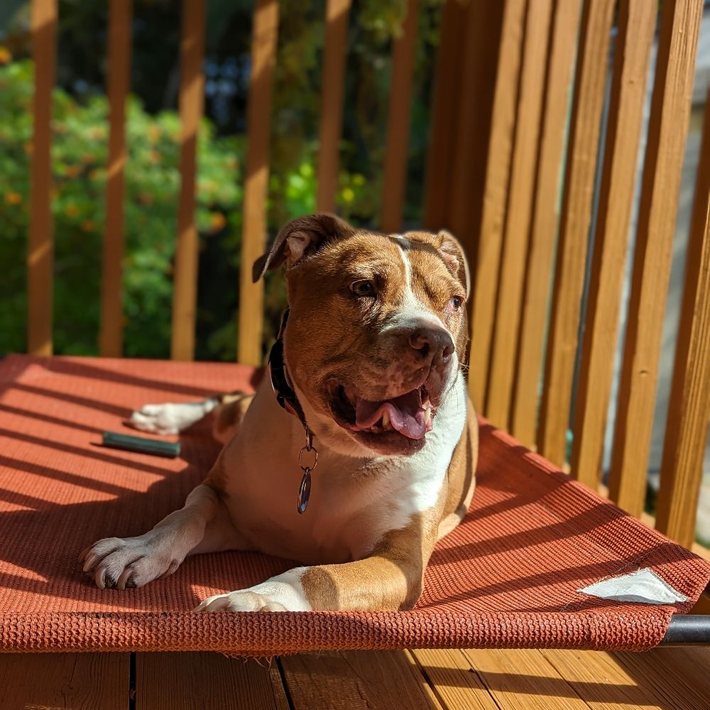 Boudica the Queen