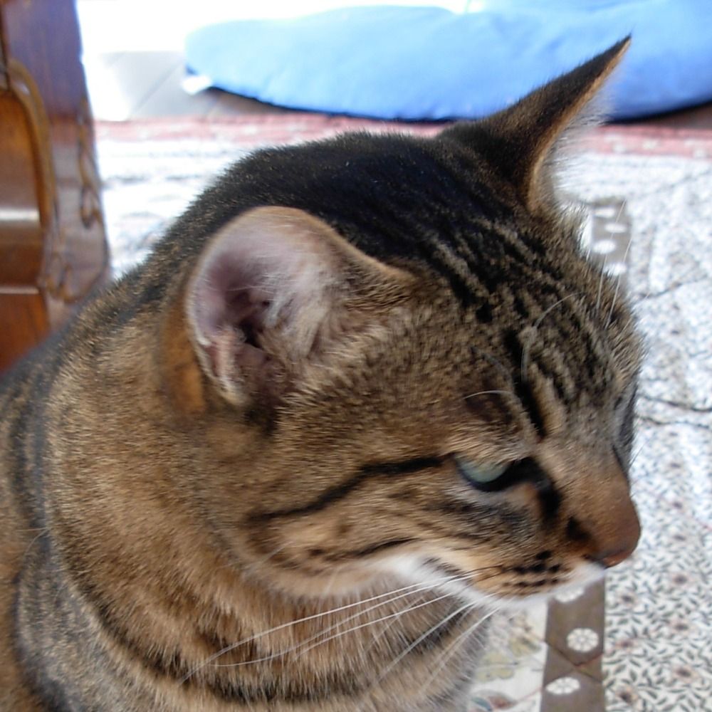 yukinekoone