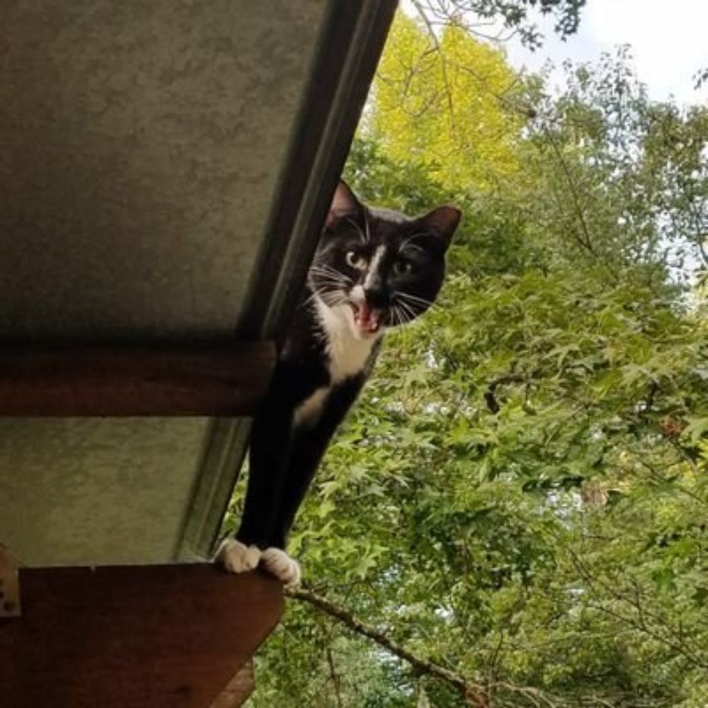 Mr. Meowthy
