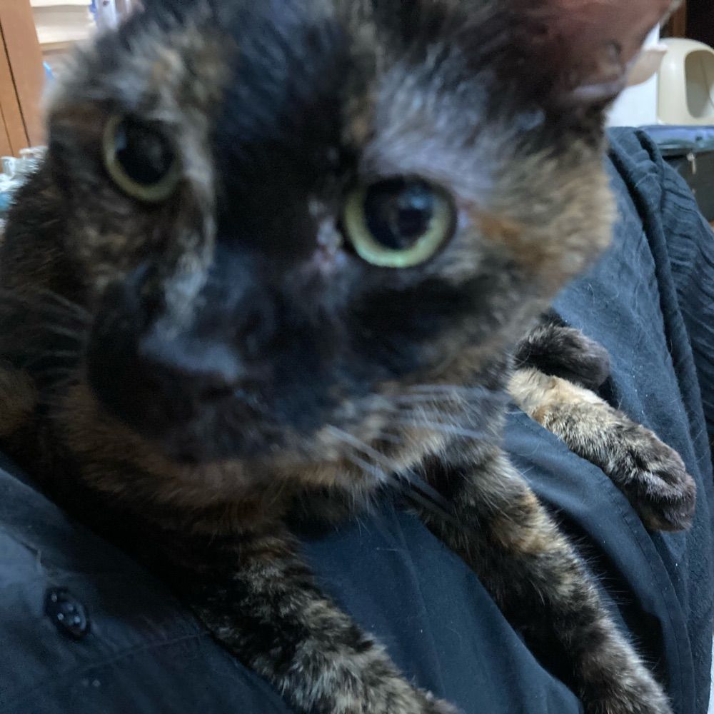 サビ猫だいすき