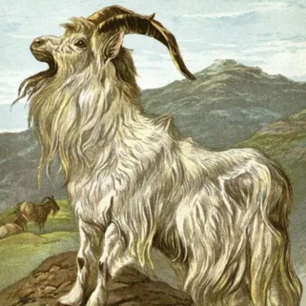 Heidrun