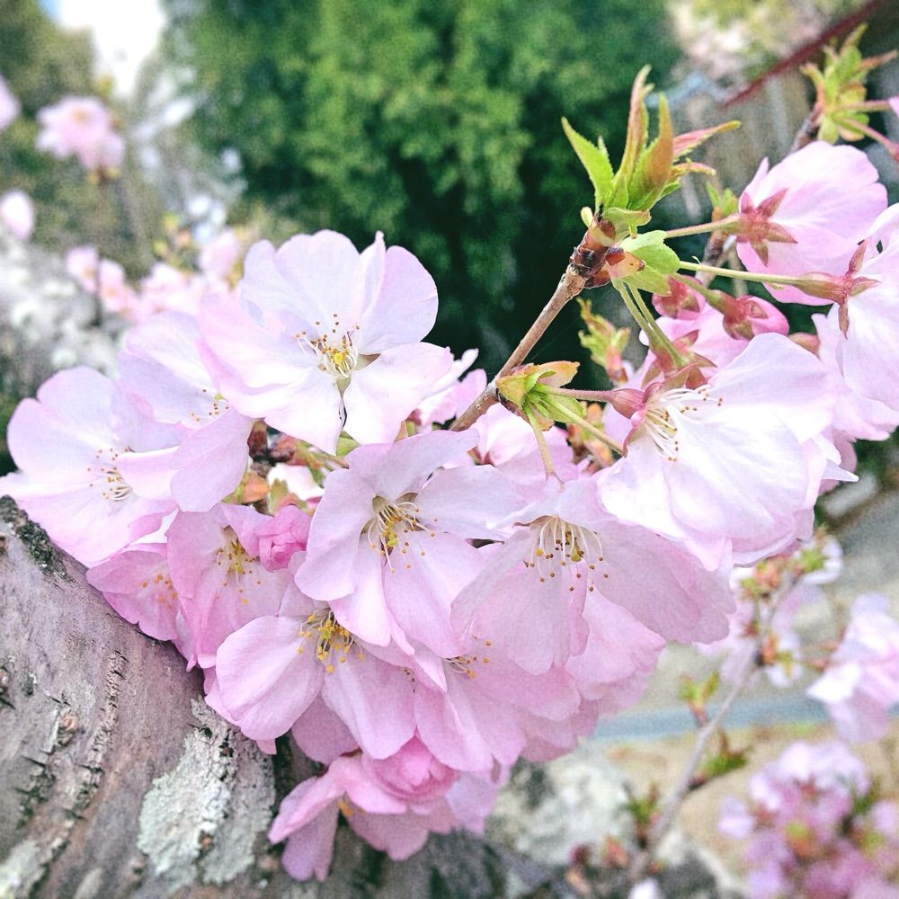 桜麺