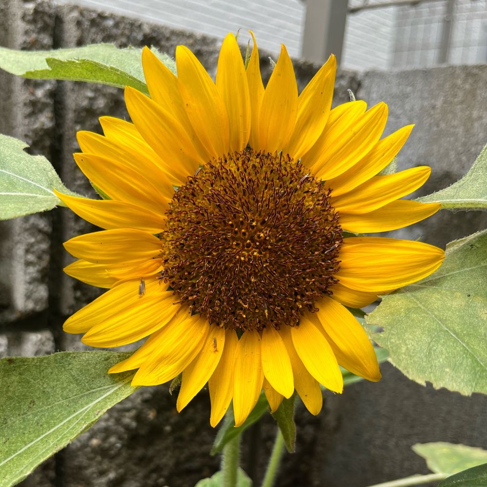 みど亭