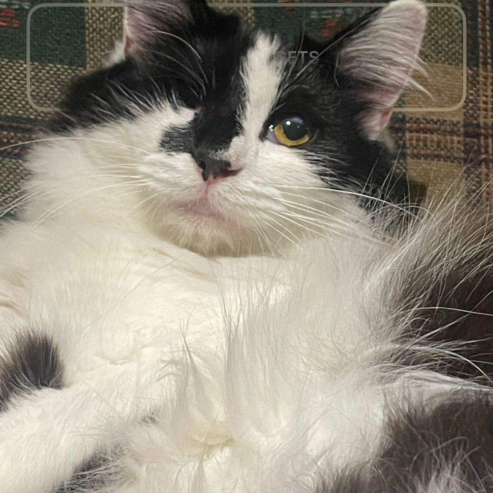 Bella
