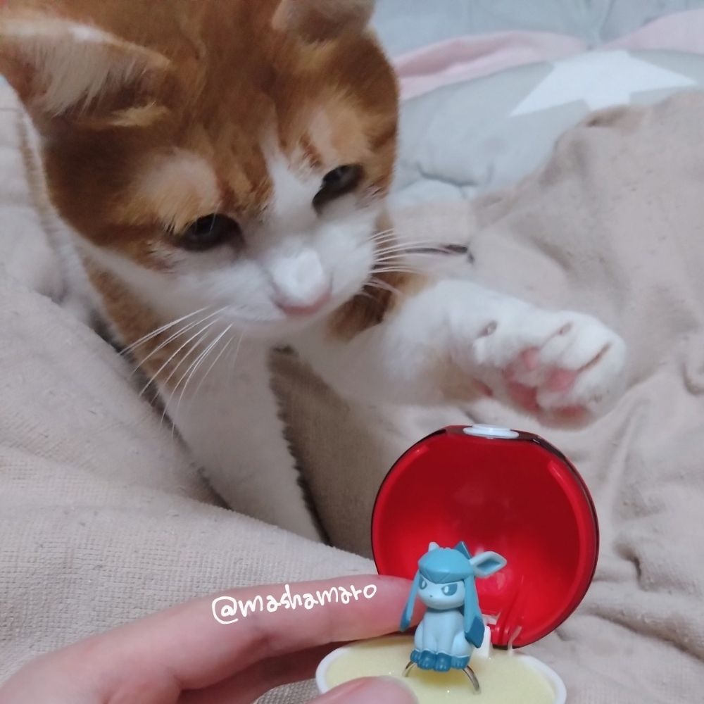 まろんたこす
