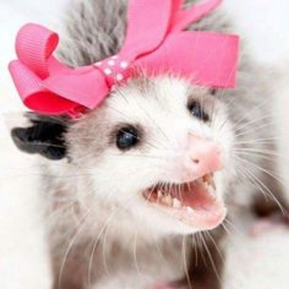 thePossumSauce