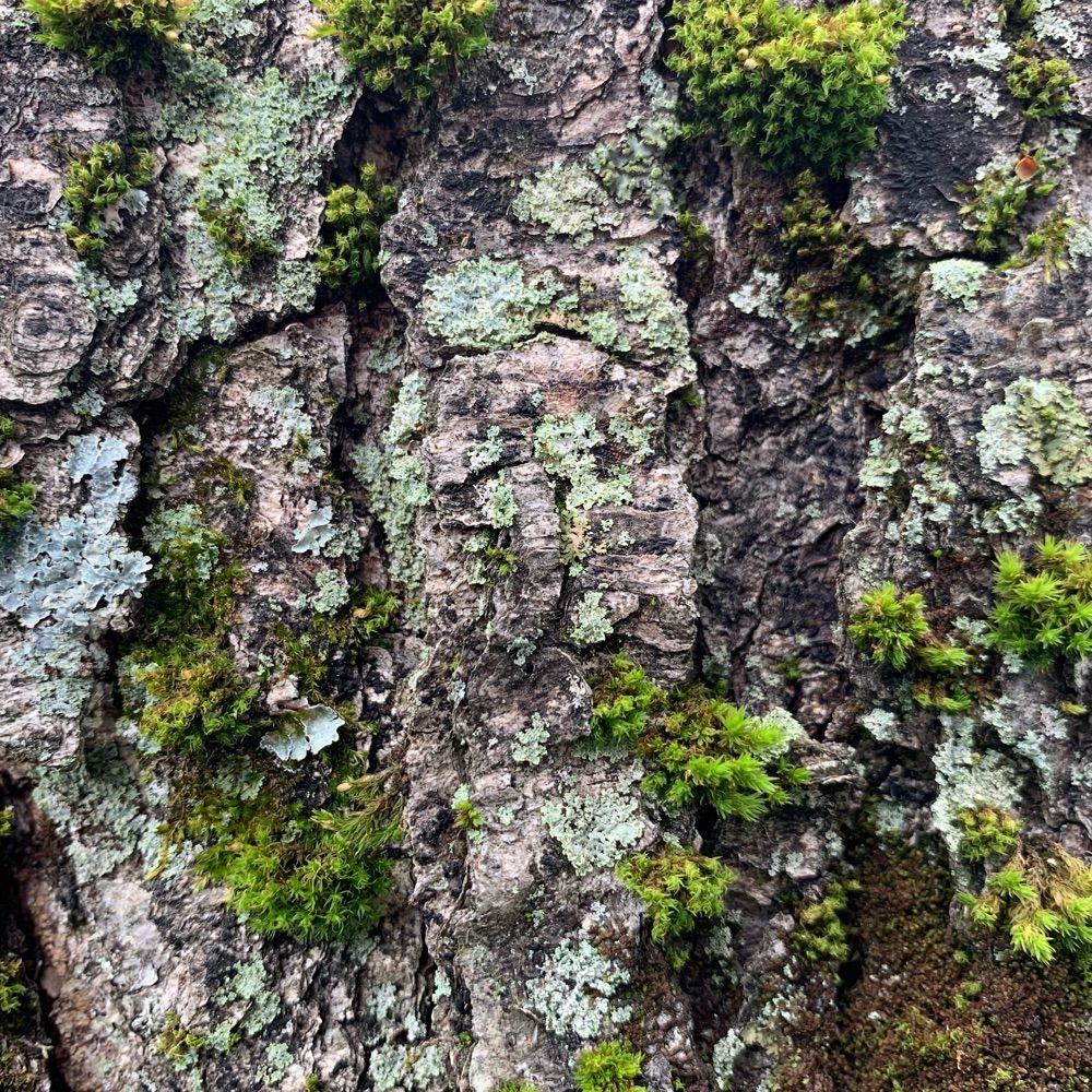 Moss