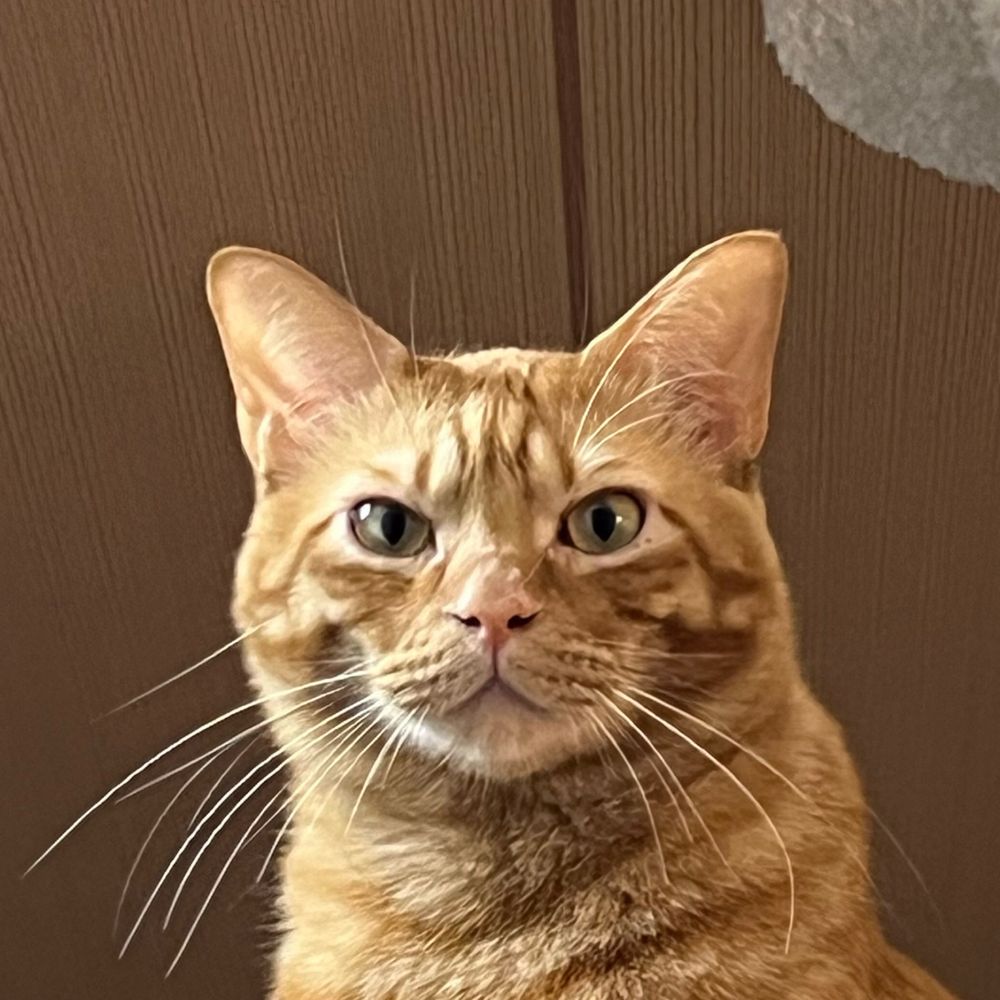 かぶねこ