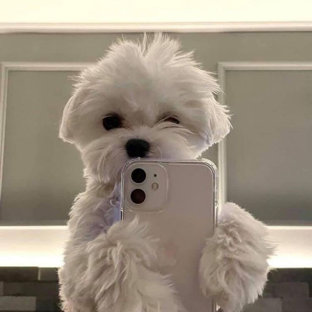 Mimiii