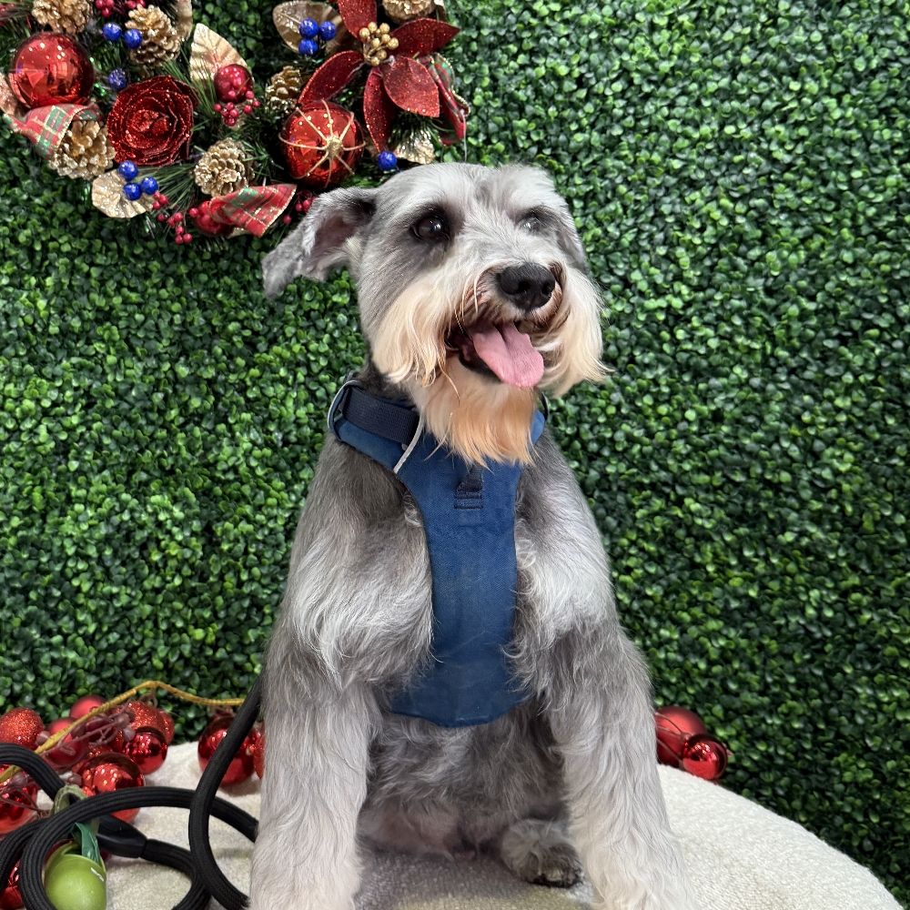 Dapper Orville