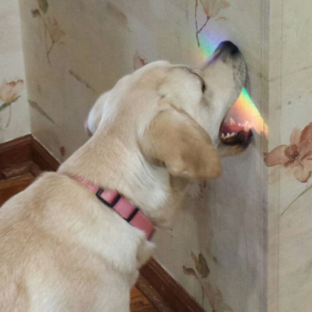 pal