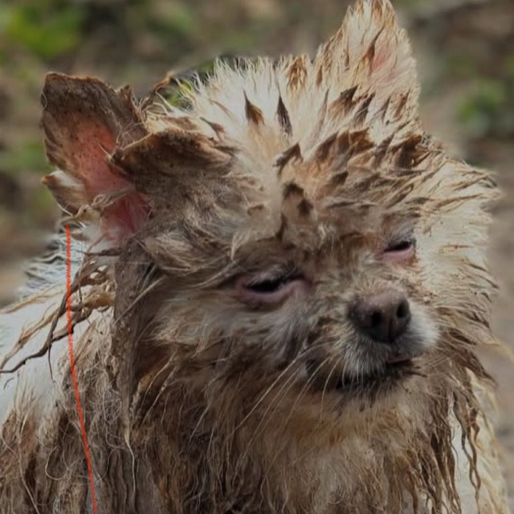 little crusty dog
