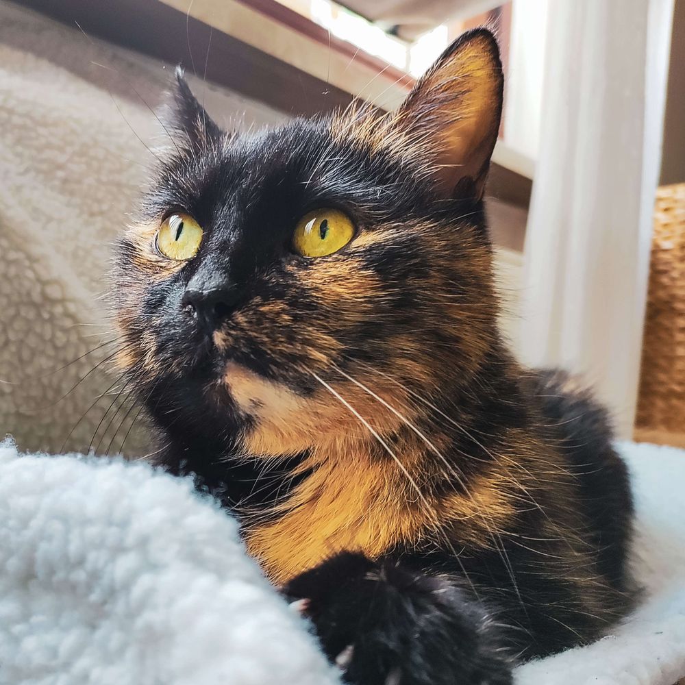 LucyFluff