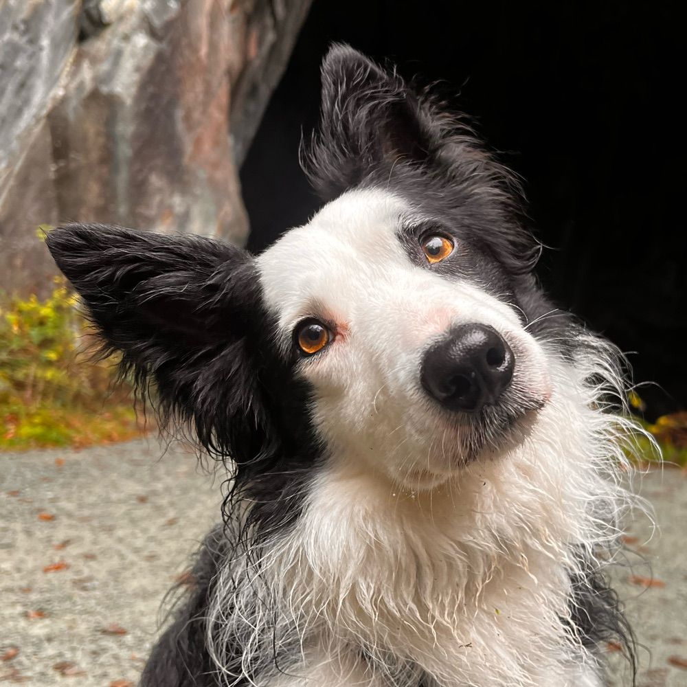 Profile picture ajaxbordercollie.bsky.social