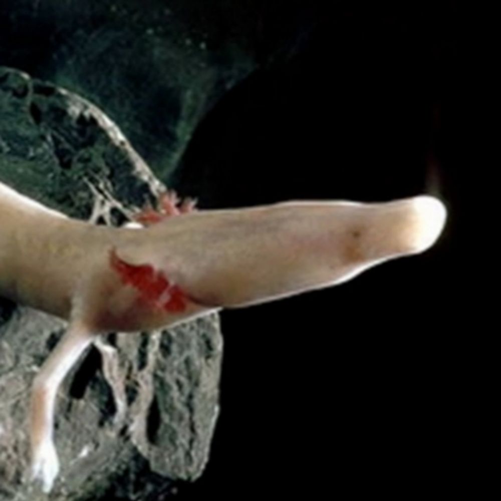 Olm