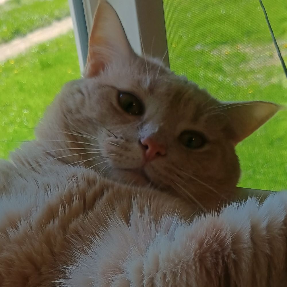 Peeshy Weeshy
