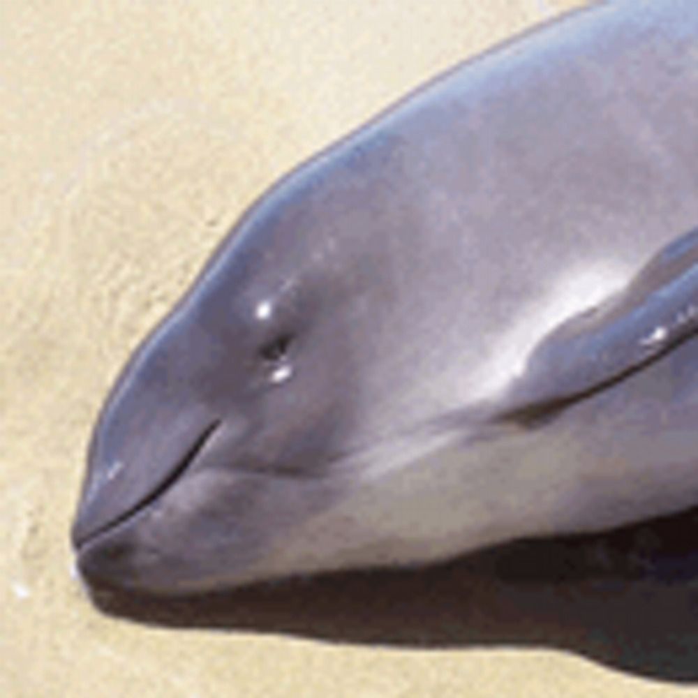 Scottish Marine Animal Stranding Scheme
