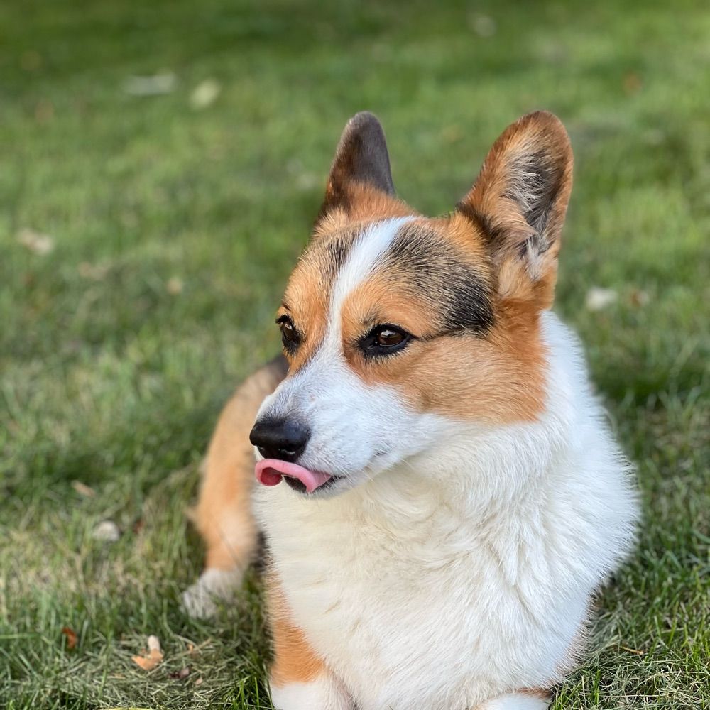 Sir Finley