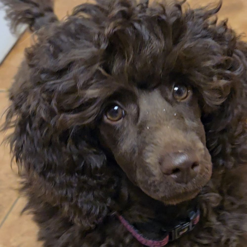FiNNessePOOdles