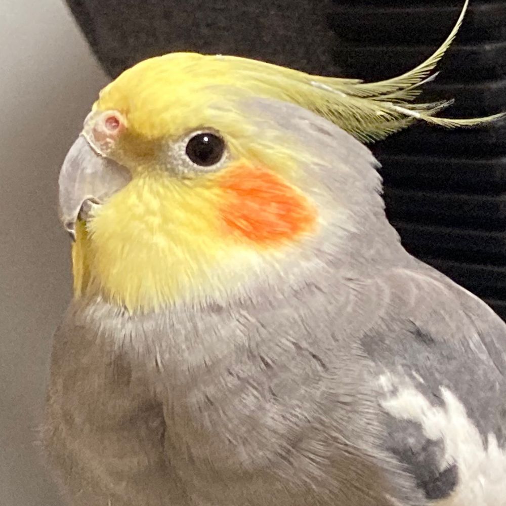 とてち