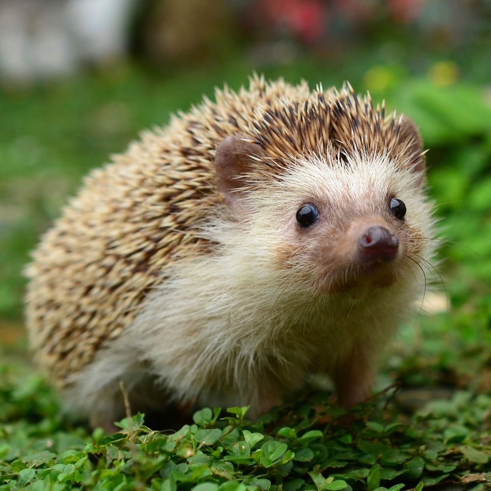 고솜돗치🦔