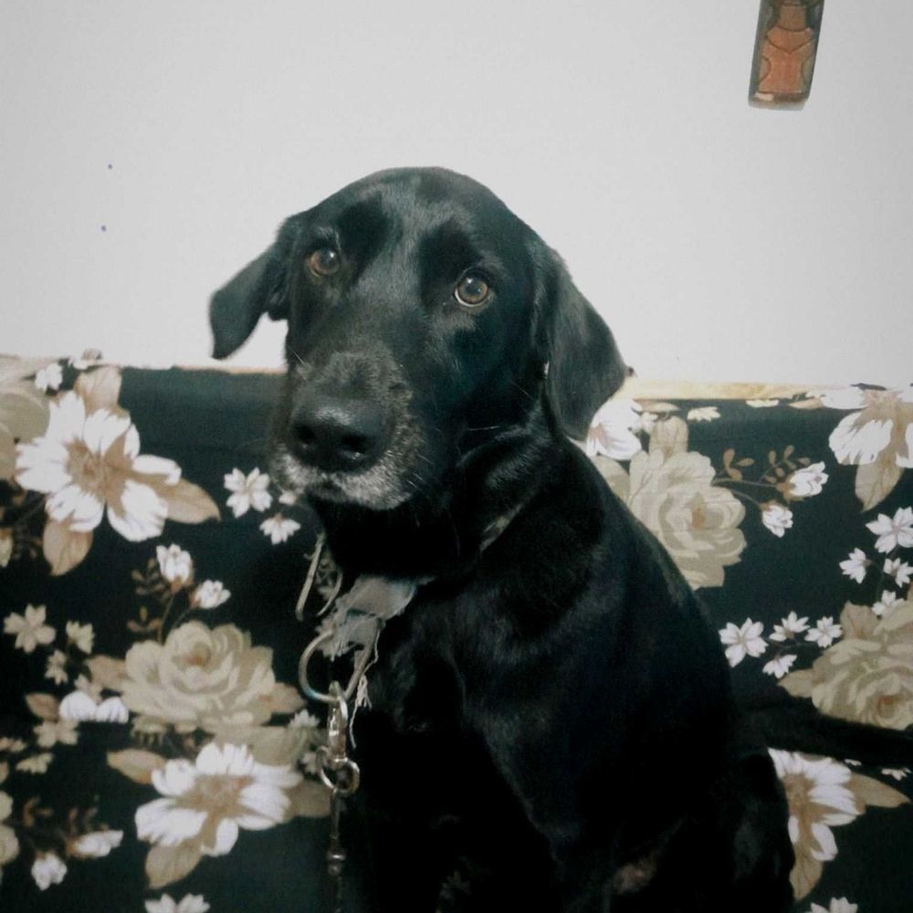 bibi