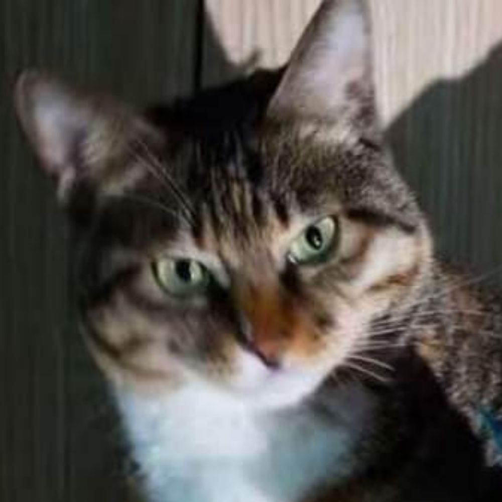 FAKE CAT