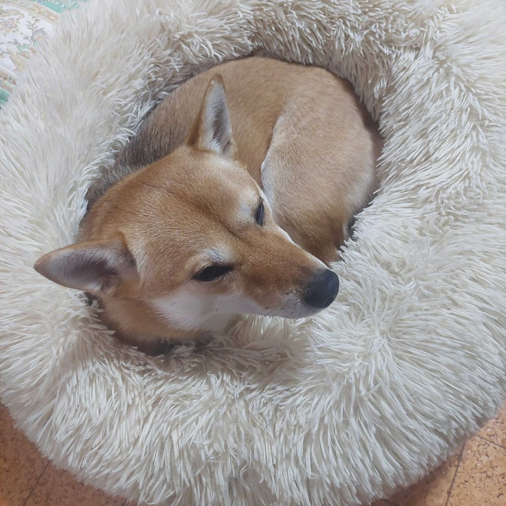 くまちゃん