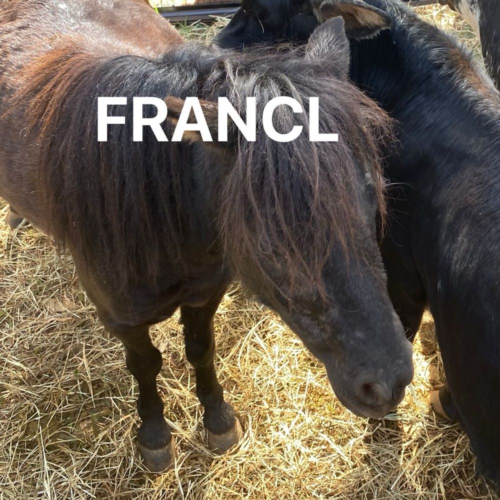 f word