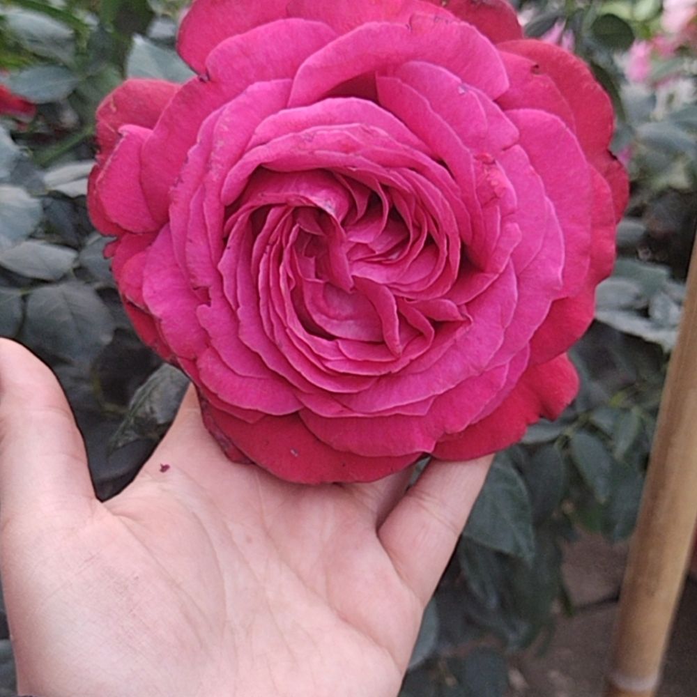 miyuki1993.bsky.social