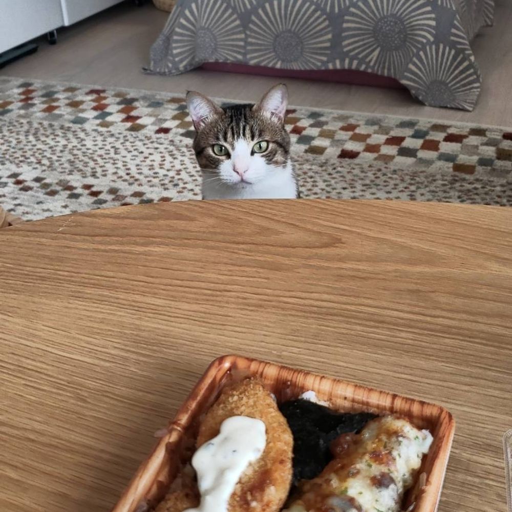ねこしの